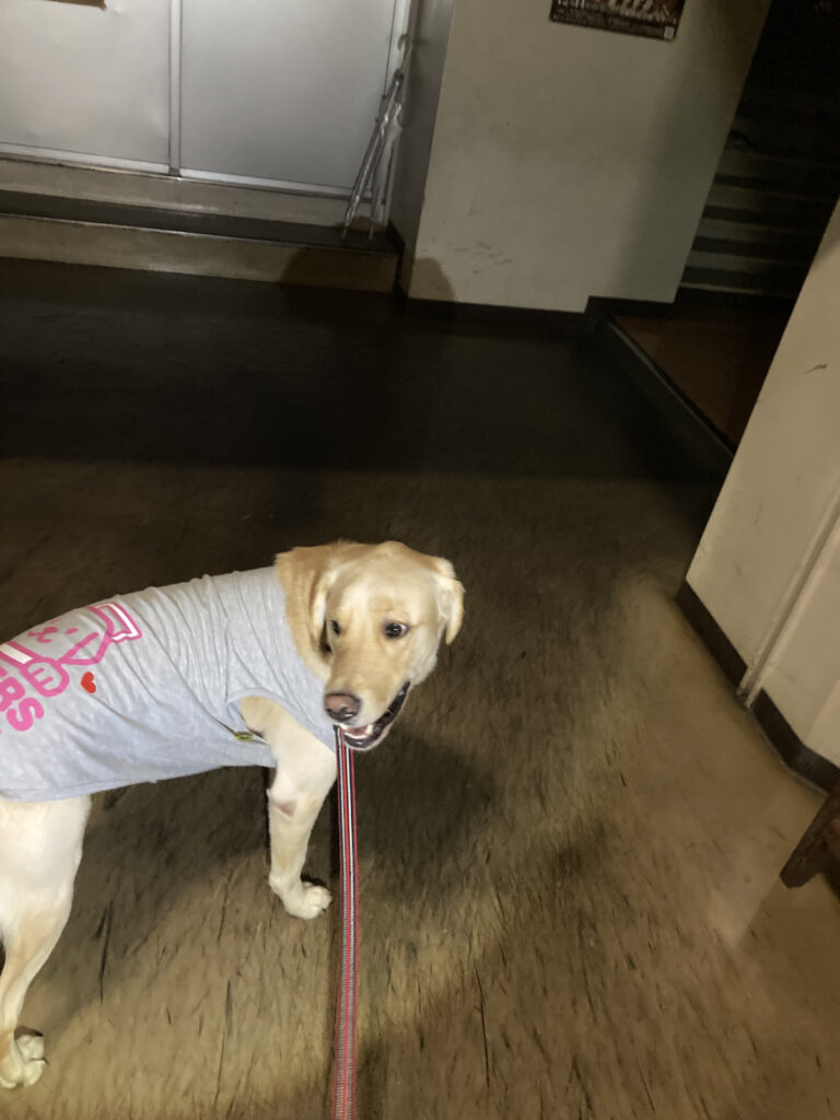 レイの日記10「夕方のパトロール」