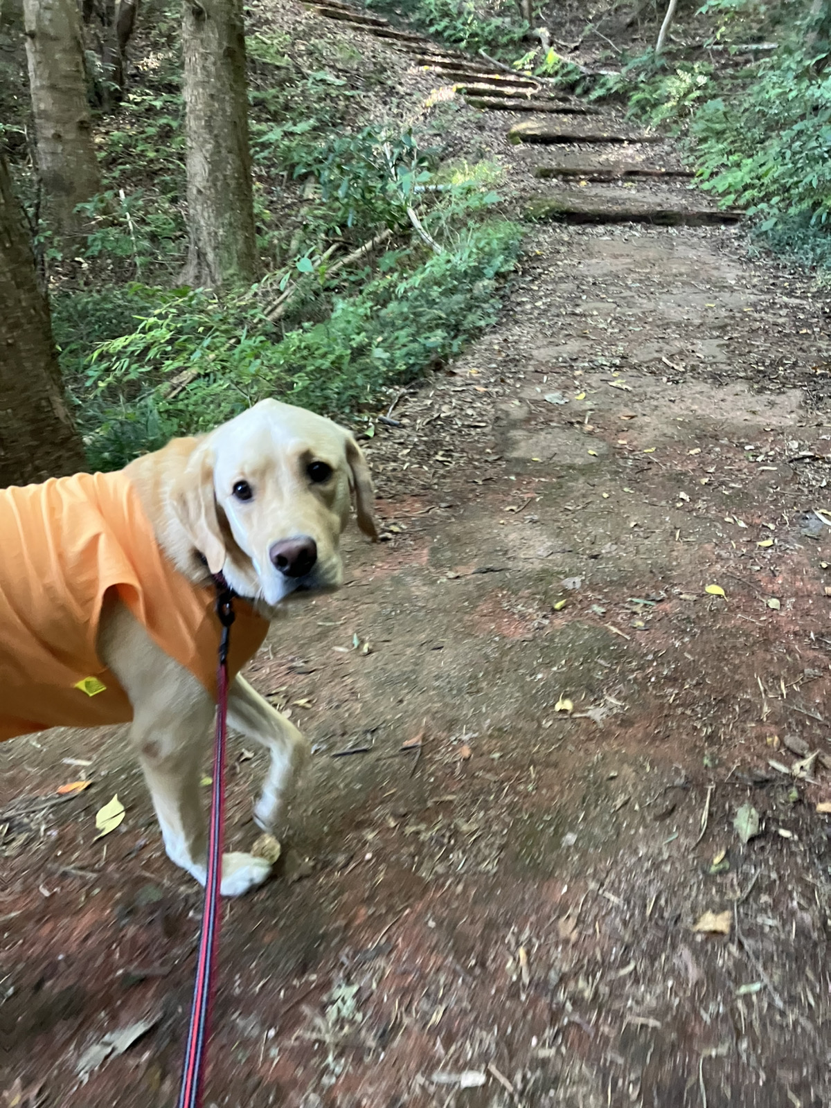 レイの日記12「お昼休みと注射」