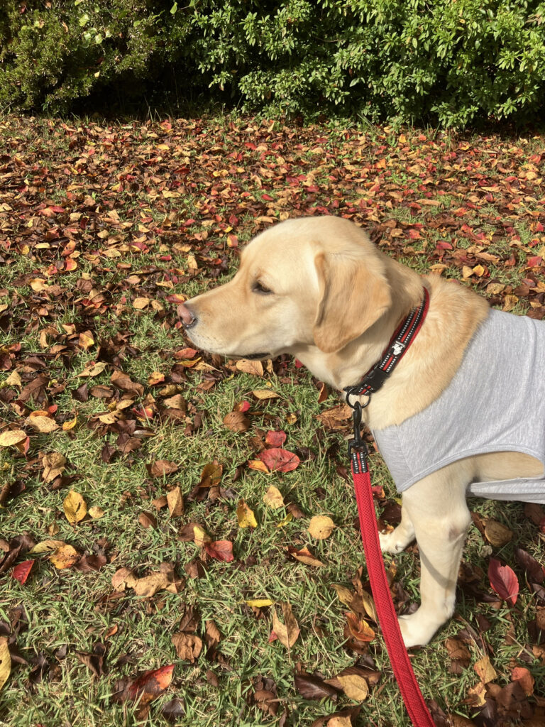 レイの日記16「スポーツの秋」