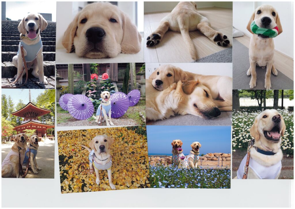 レイの日記24「レイのパピーウォーカーさんからクリスマスプレゼントが届きました！」