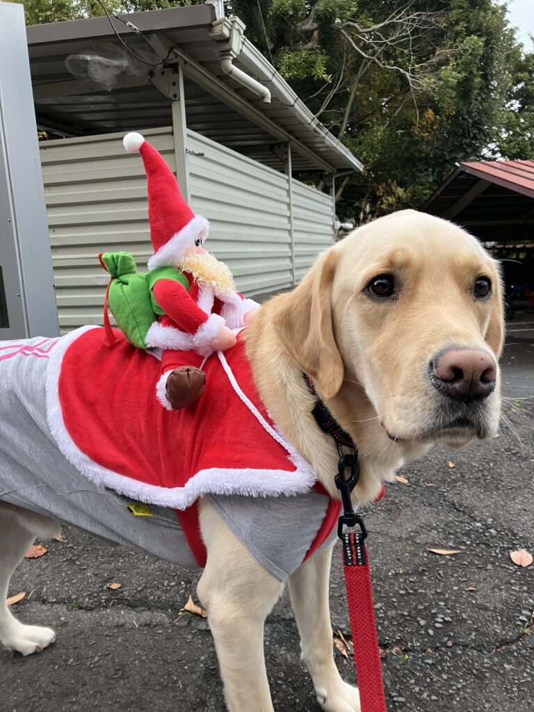 レイの日記19「お仕事：イルミネーション点灯式」