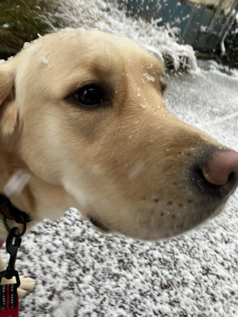 レイの日記26「雪を喜ぶ」