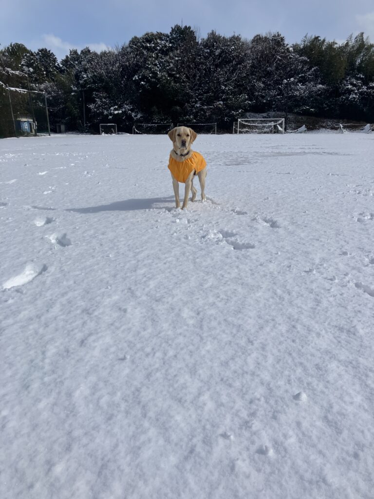 レイの日記27「雪で遊ぶ」